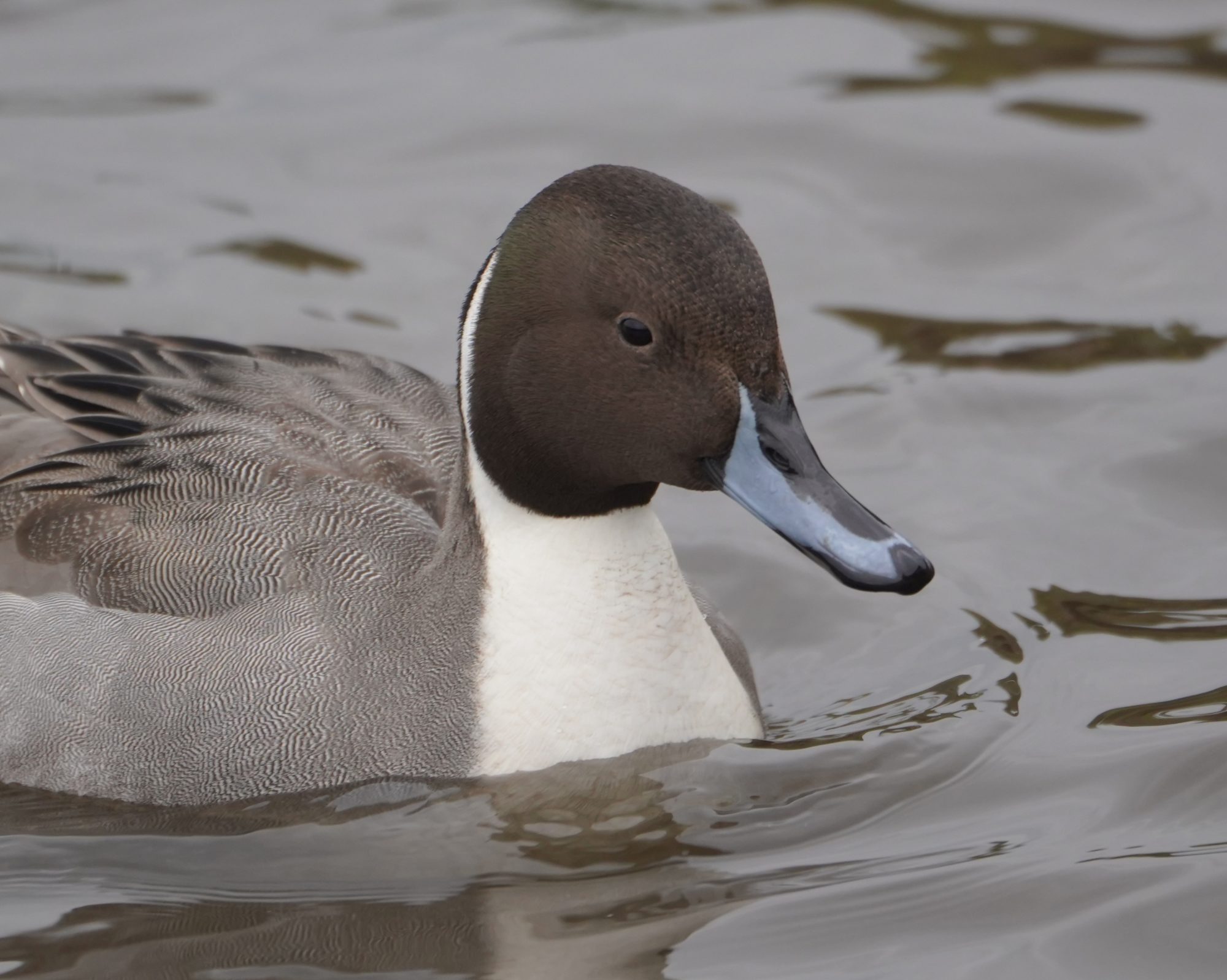 Northern Pintail