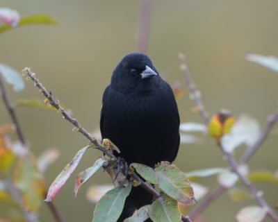 Red-winged Blackbird