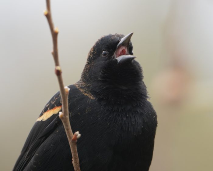 Red-winged Blackbird