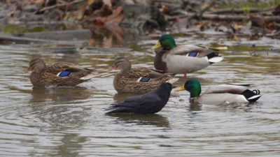 Crow bathing with Mallards