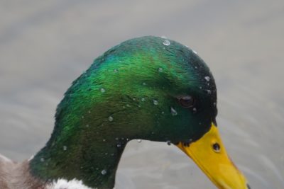 Mallard close up