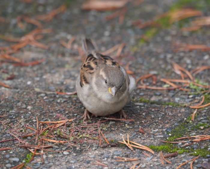 House Sparrow