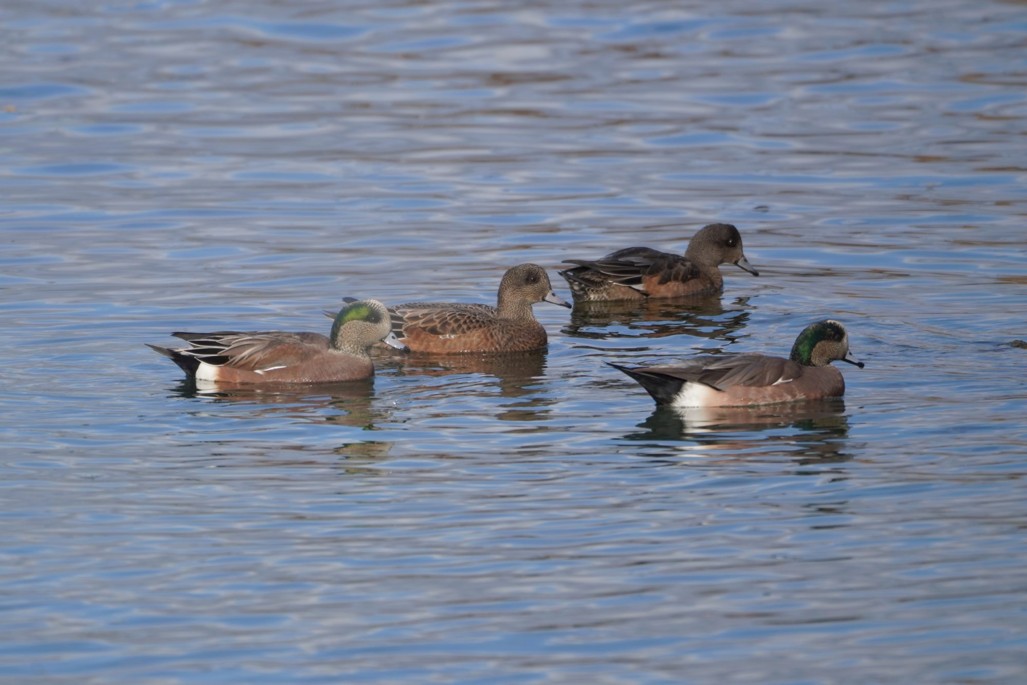 American Wigeons