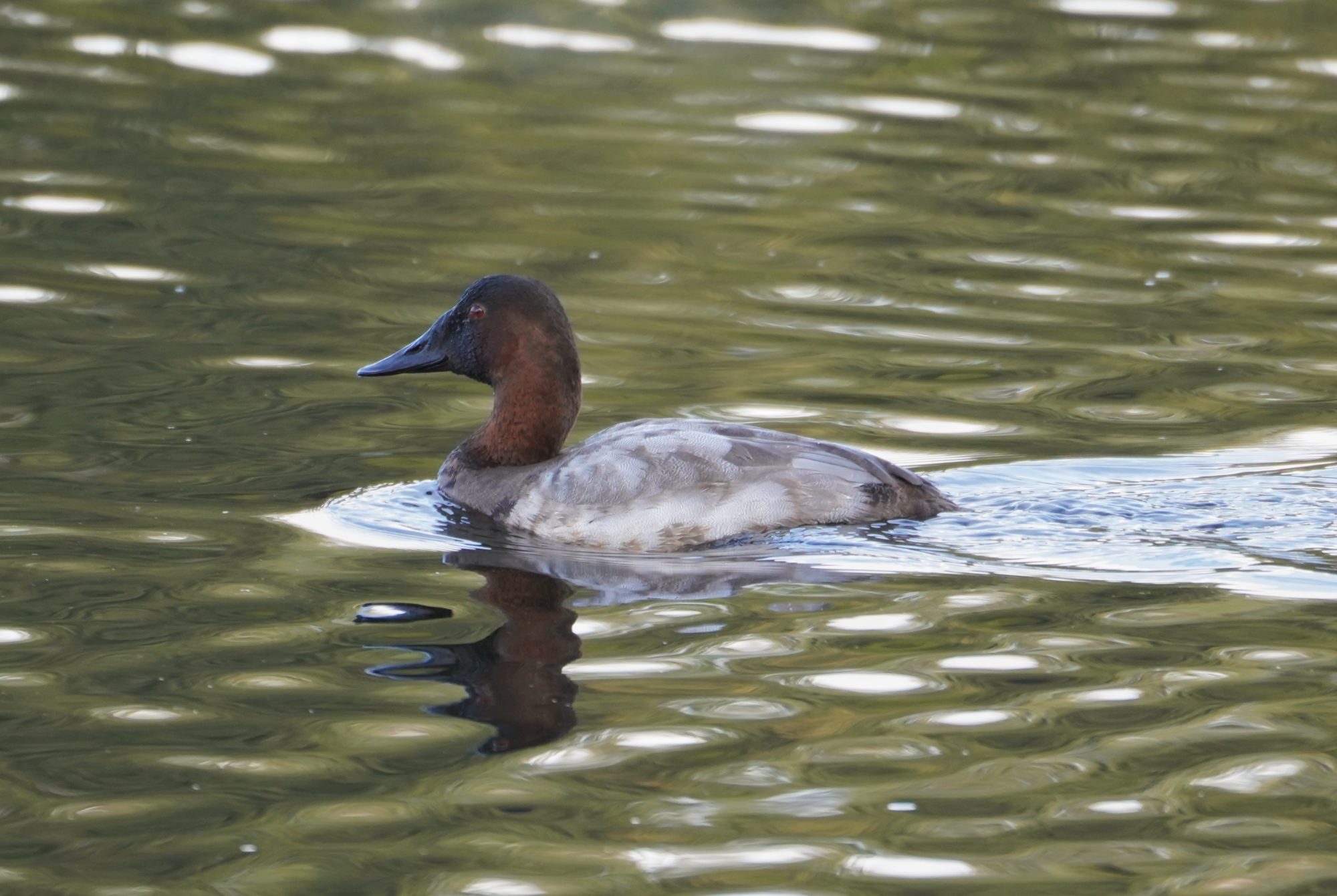 Canvasback Duck