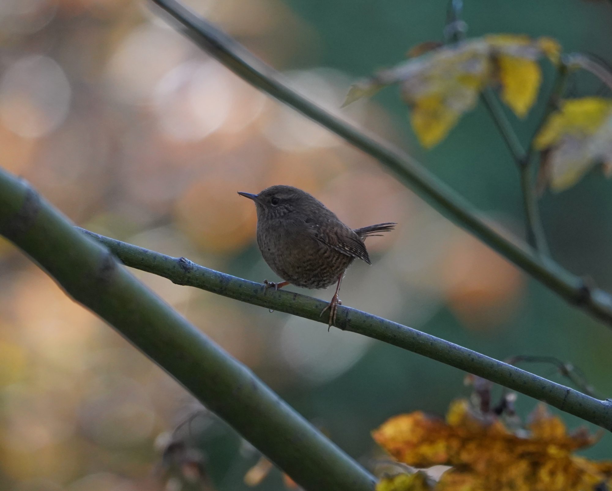 Pacific Wren