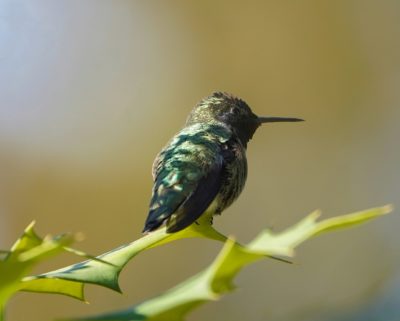 Anna's Hummingbird