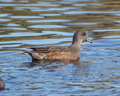 American Wigeon, female