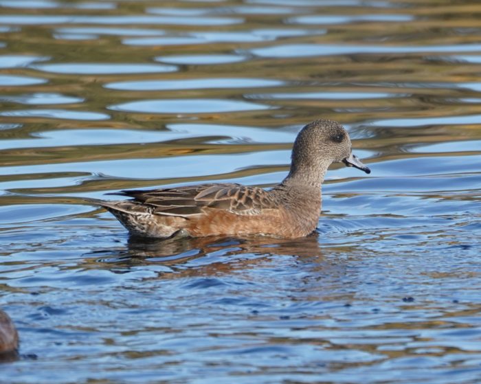 American Wigeon, female