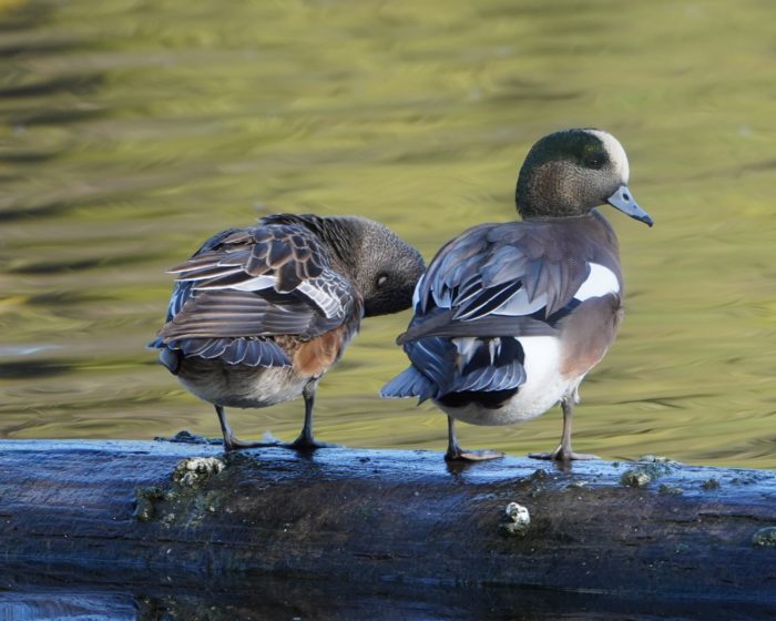 American Wigeons