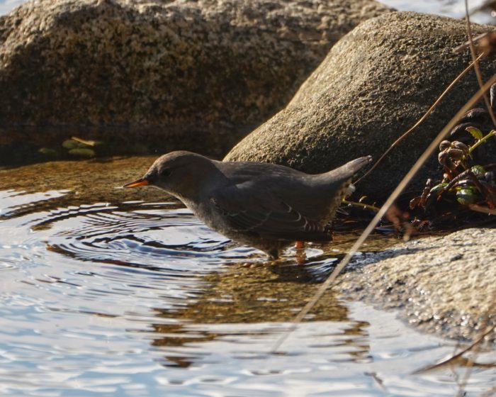 American Dipper