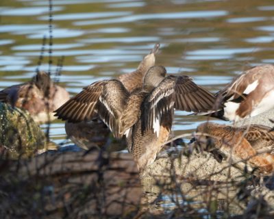 American Wigeons