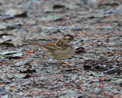 White-throated Sparrow