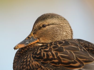 Mallard Duck