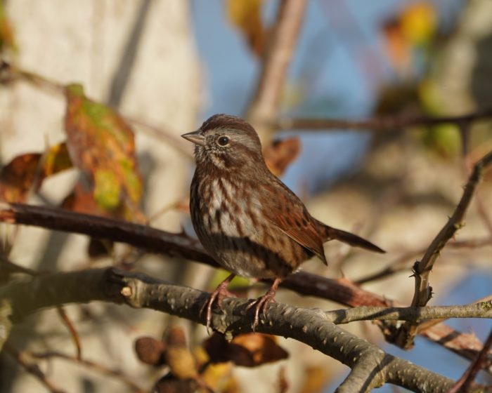 Song Sparrow