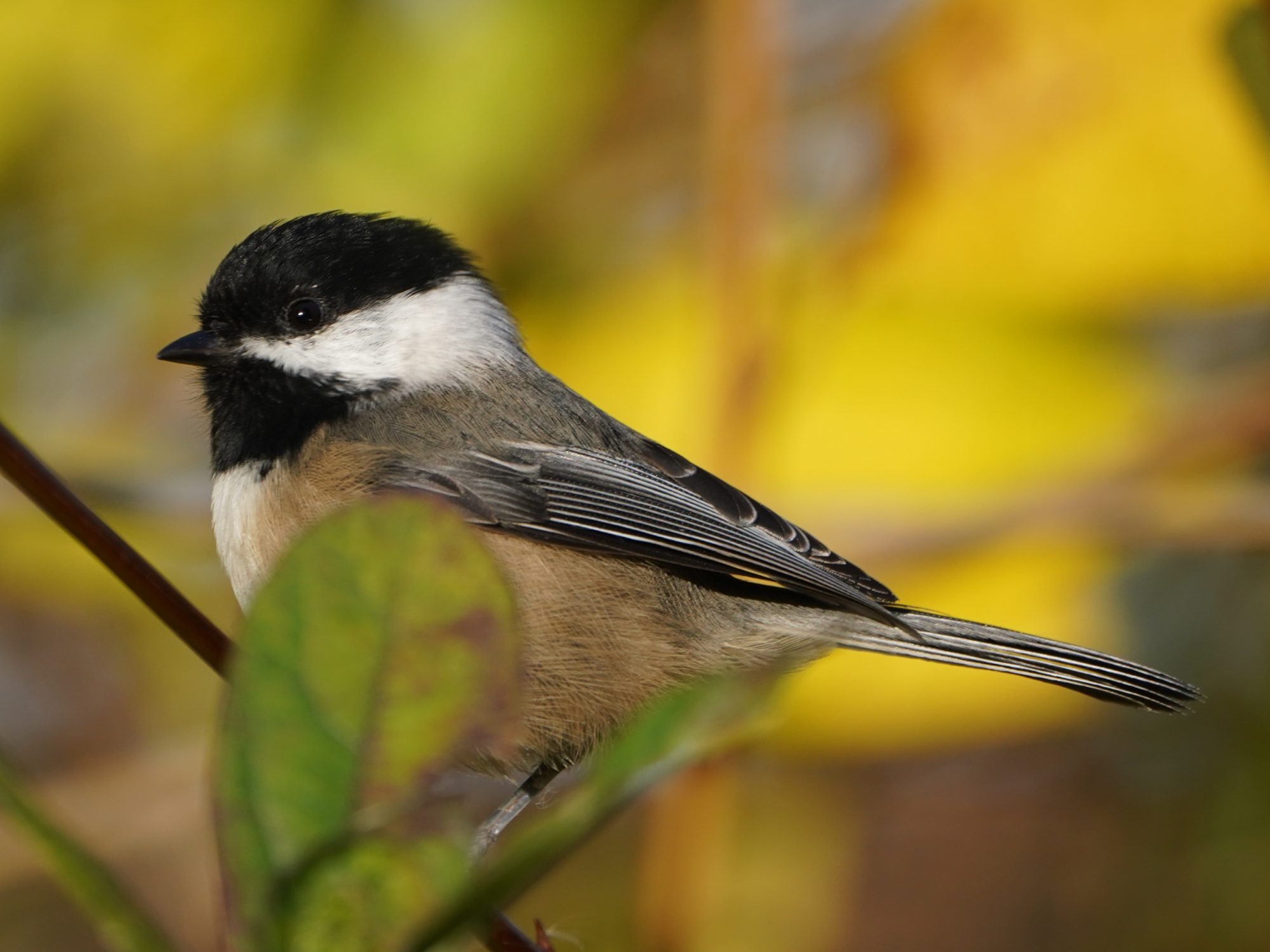 Black-capped Chickadee