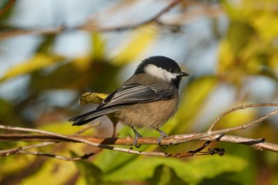 Black-capped Chickadee