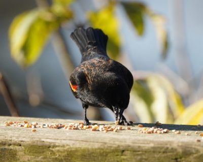 Red-winged Blackbird