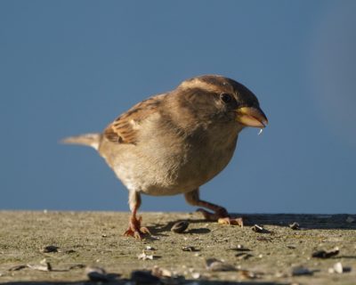 House Sparrow