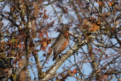 American Robin