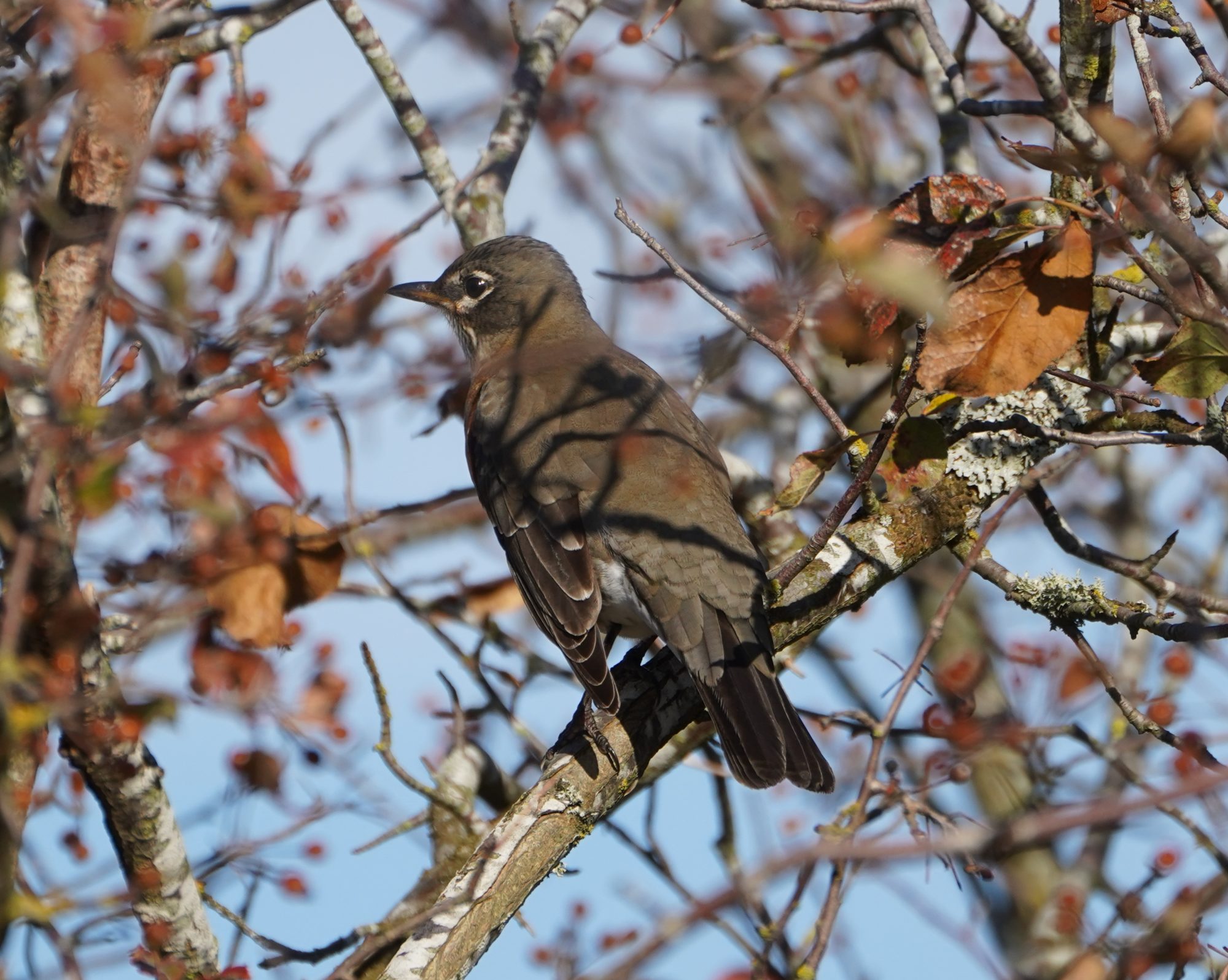 American Robin