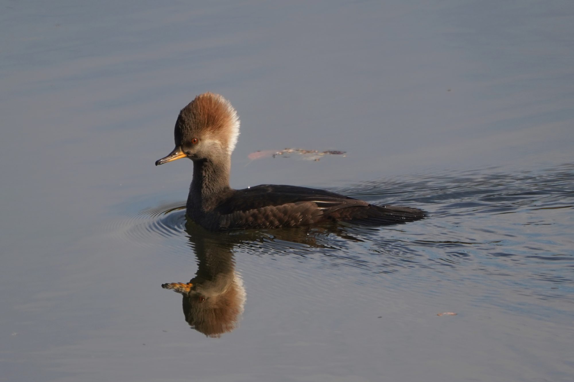 Hooded Merganser, female