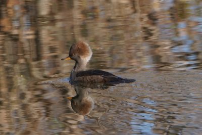 Hooded Merganser, female