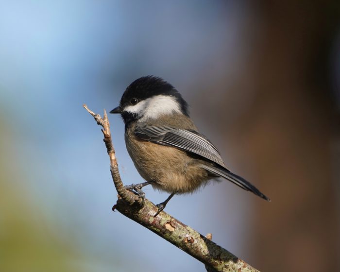 Black-capped Chickadee