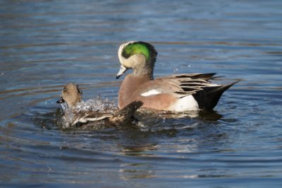 Wigeon couple