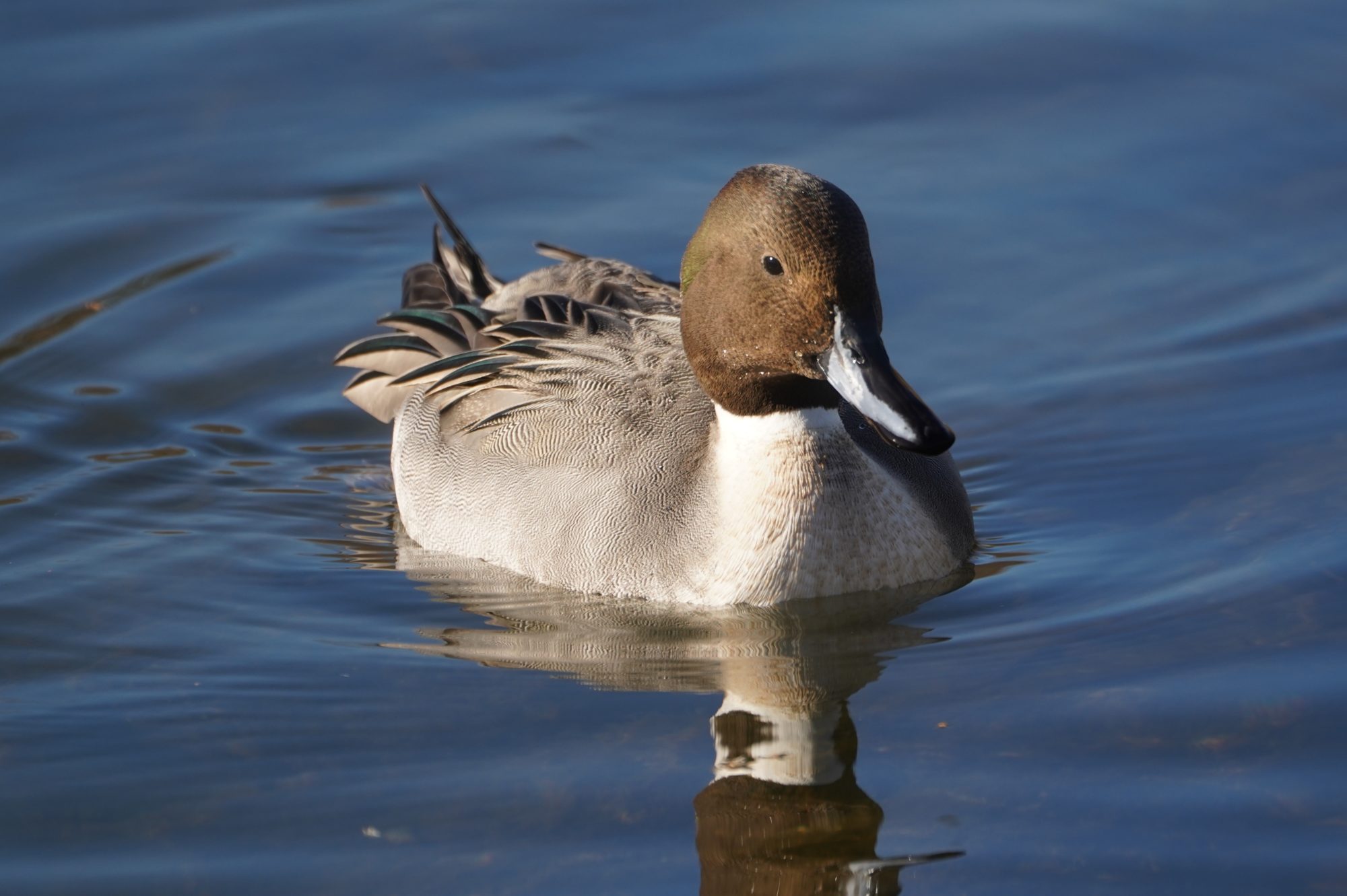 Northern Pintail