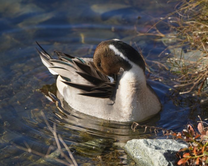 Northern Pintail