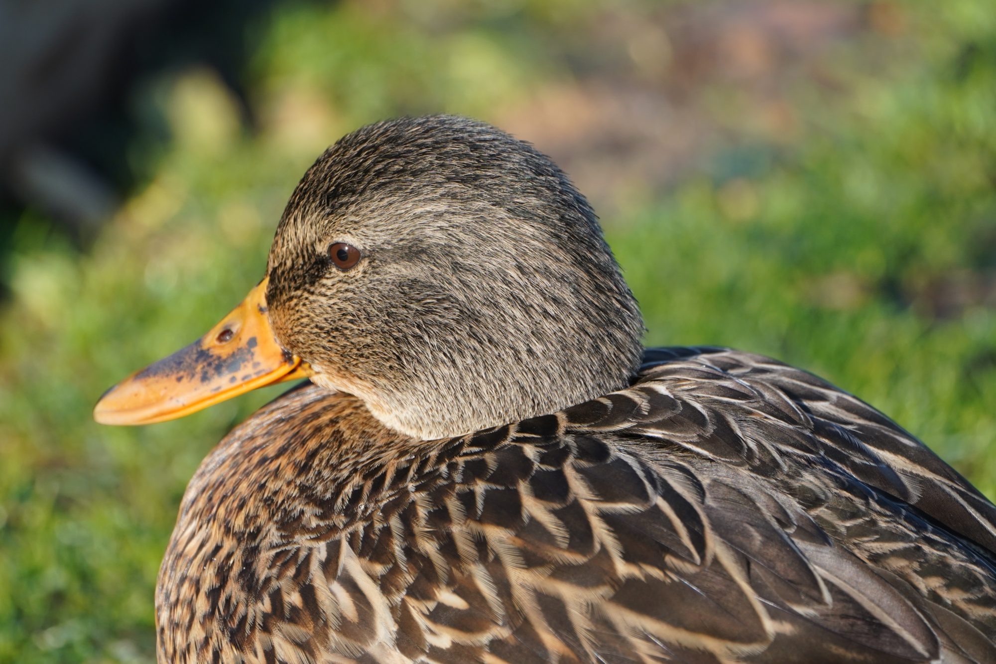 Mallard Duck