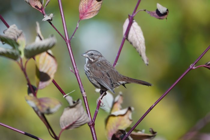 Song Sparrow