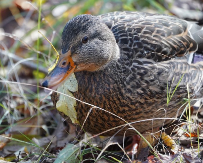 Mallard Duck