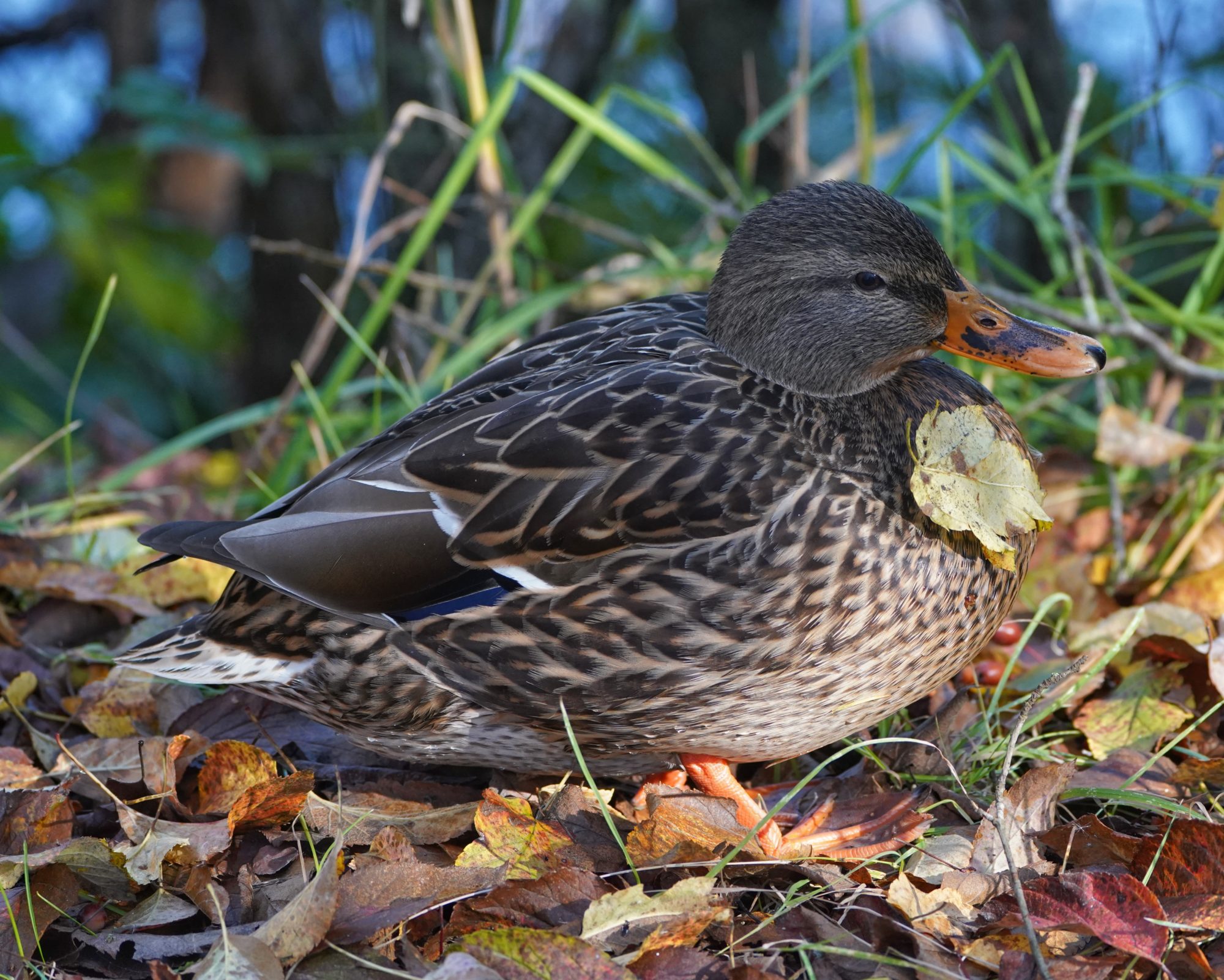 Mallard DUck