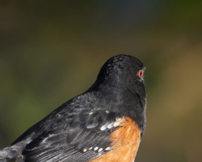 Spotted Towhee