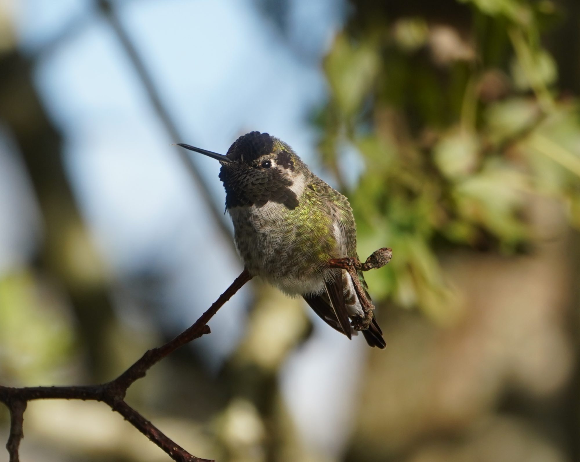 Anna's Hummingbird