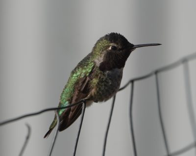 Anna's Hummingbird