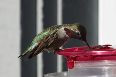 Anna's Hummingbird