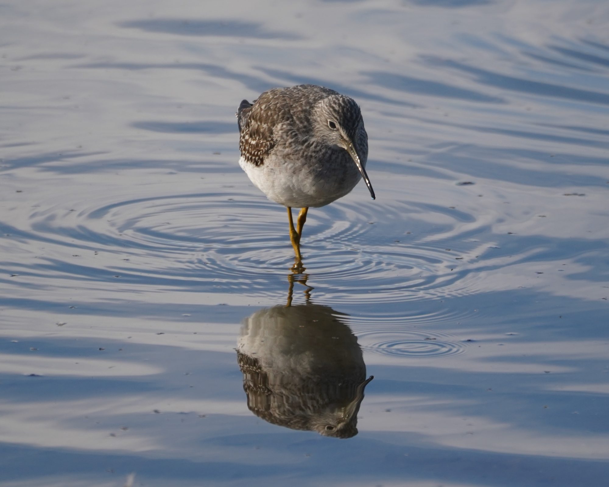 Greater Yellowlegs