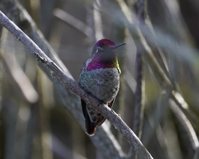 Anna's Hummingbird