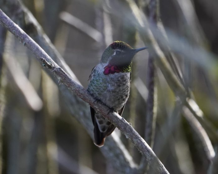 Anna's Hummingbird