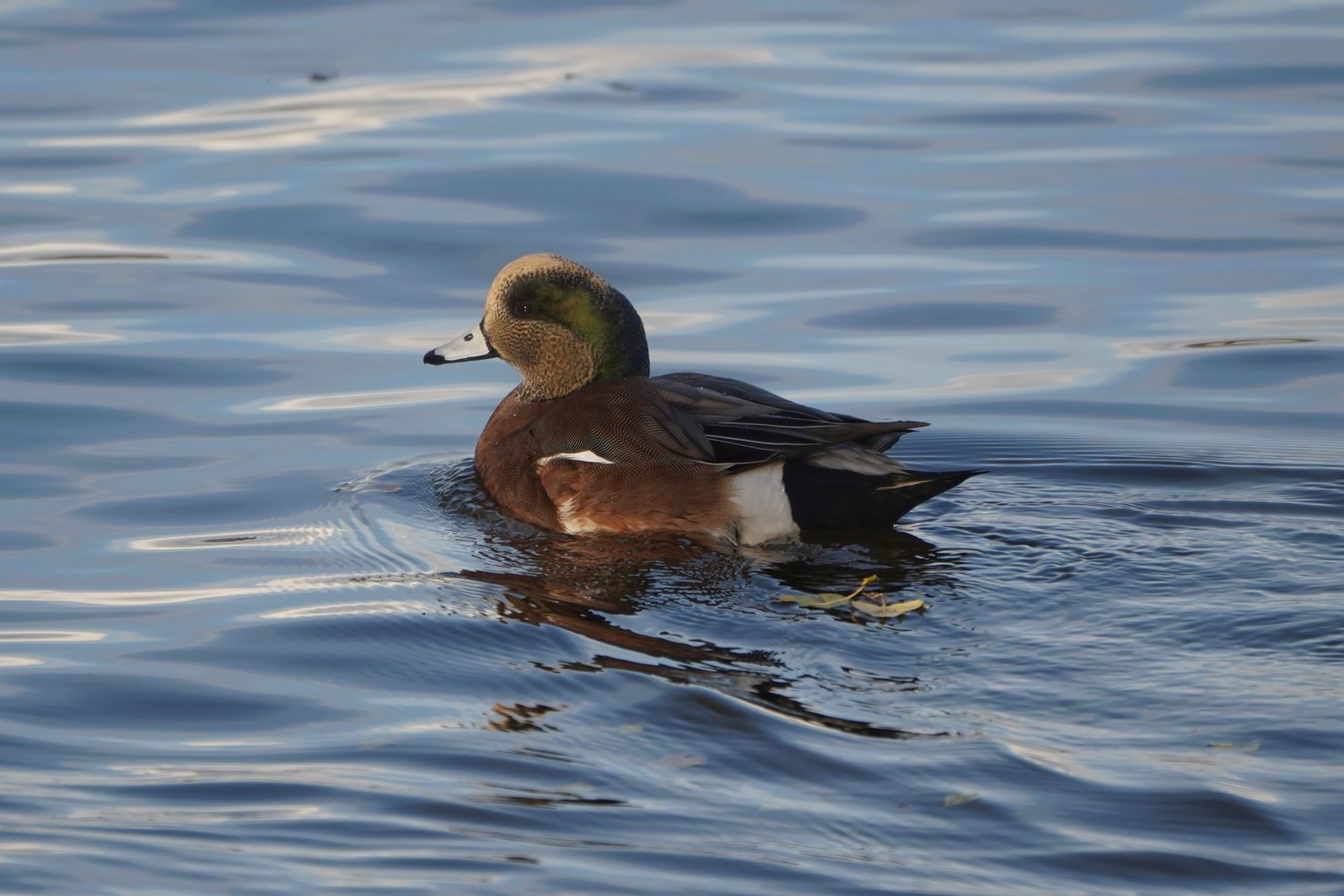 American Wigeon