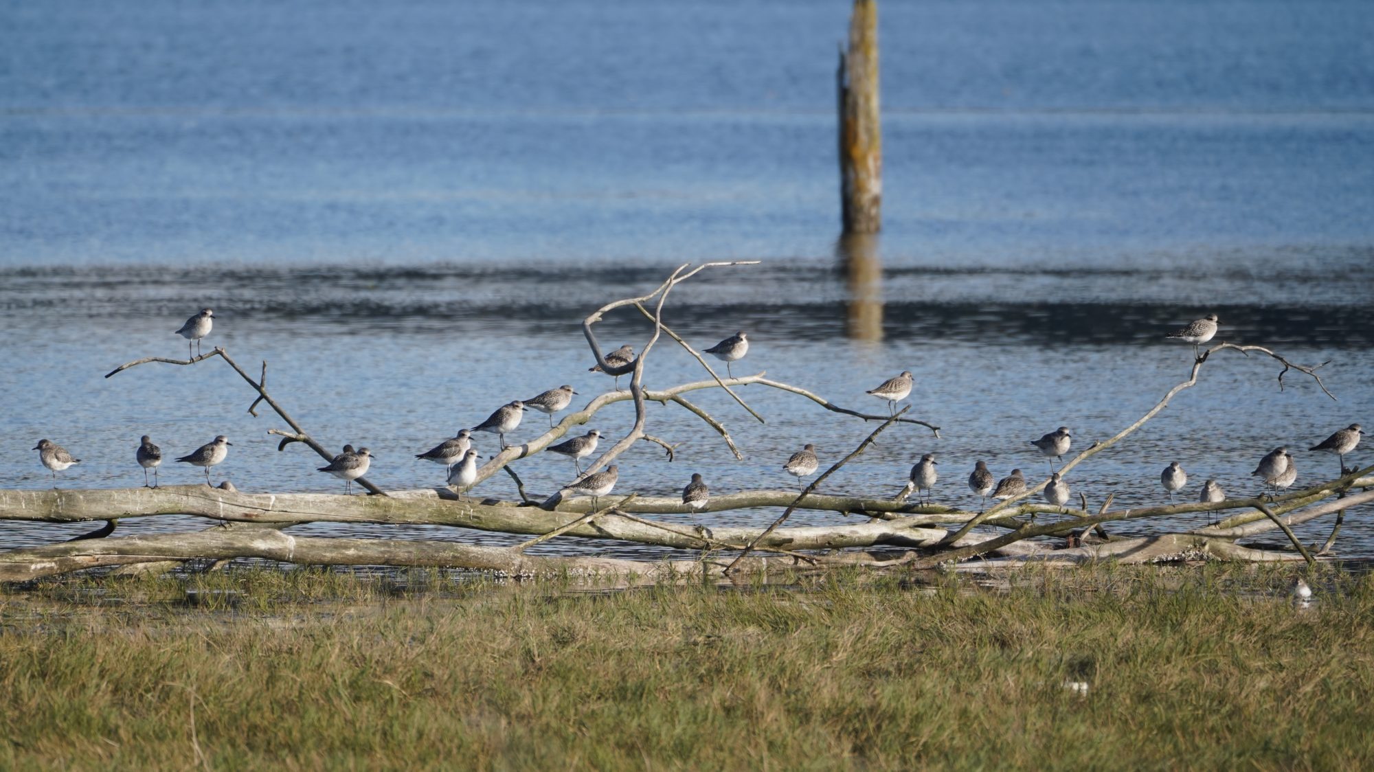 Black-bellied Plovers