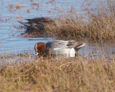 Eurasian Wigeon