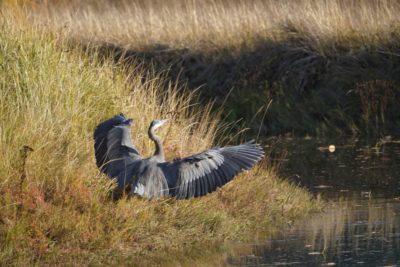 Great Blue Heron