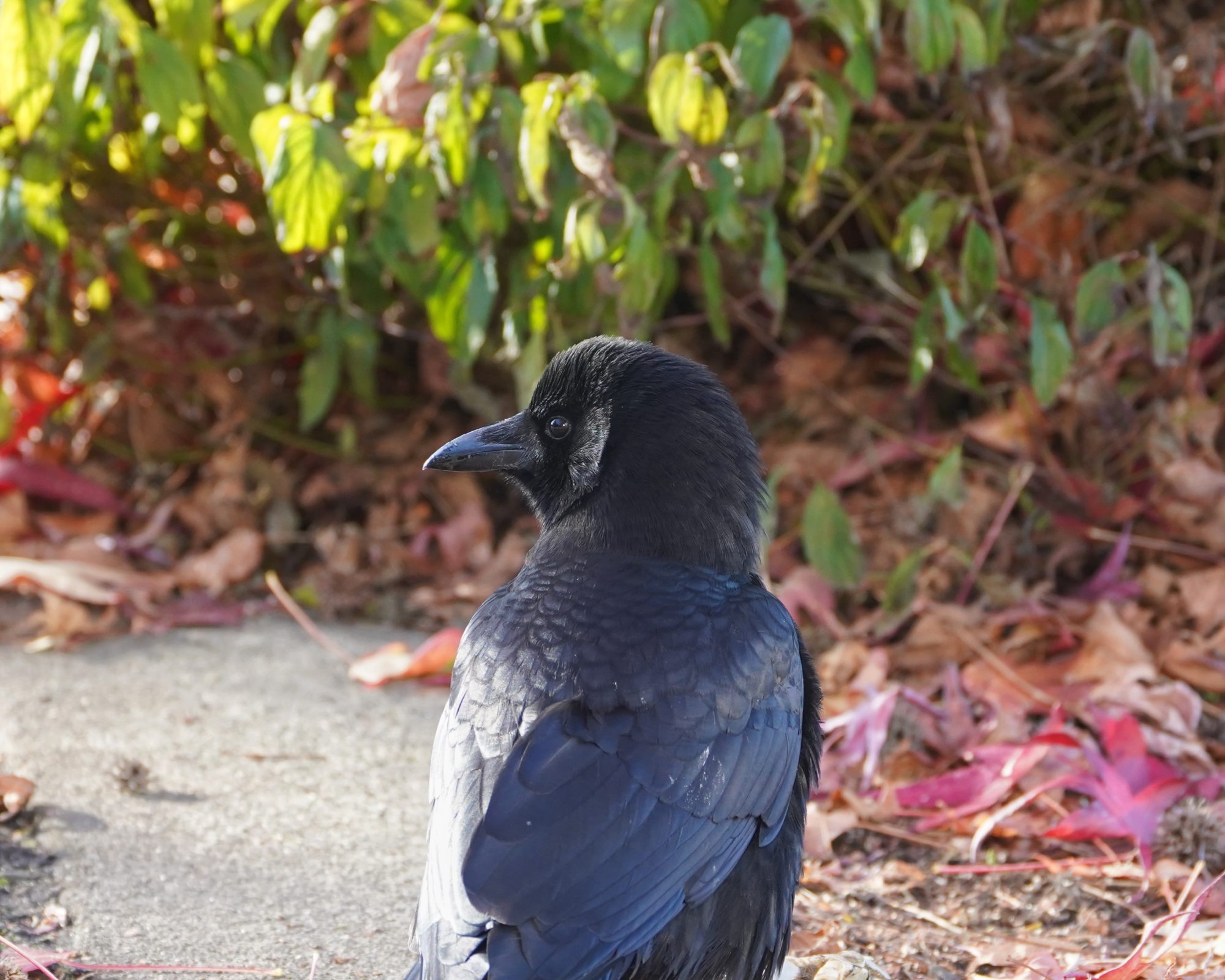 Crow in the morning