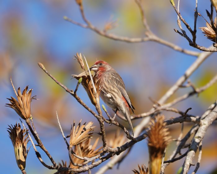 House Finch