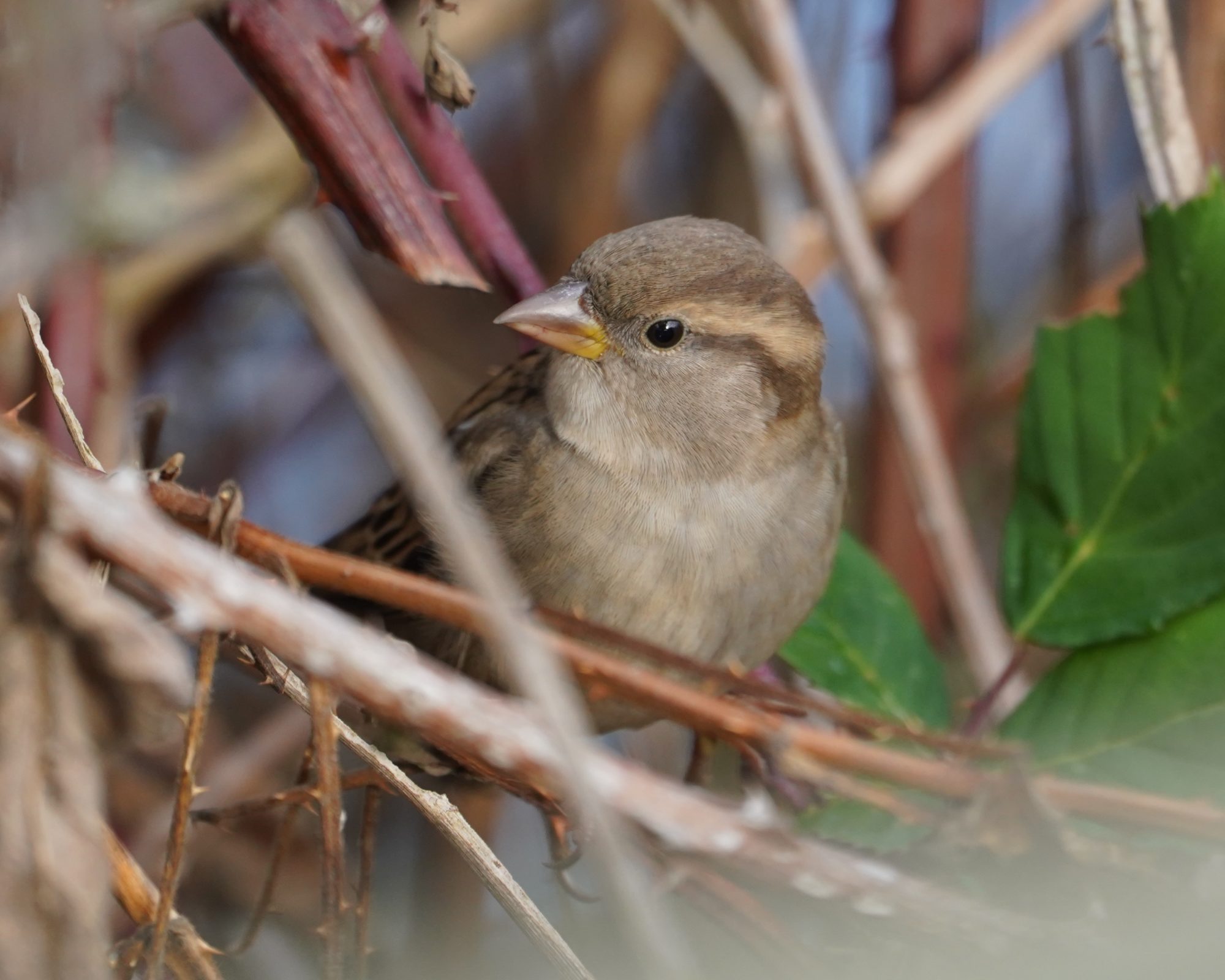 House Sparrow