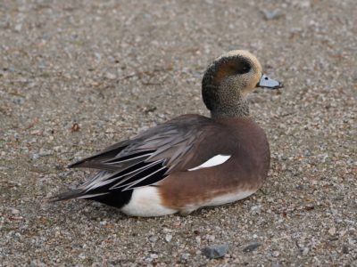 Wigeon hybrid