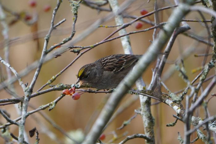 Golden-crowned Sparrow